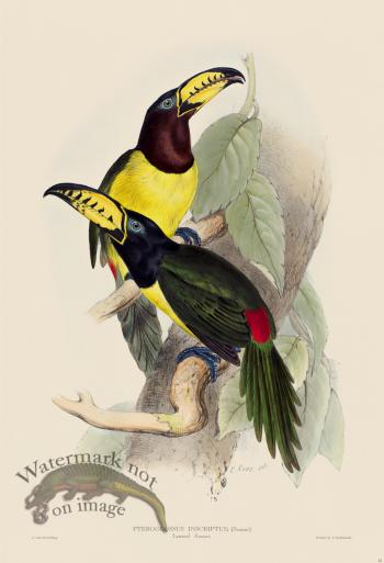 Lettered Aracari